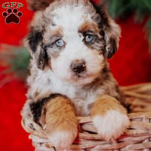 Bluebelle, Mini Bernedoodle Puppy